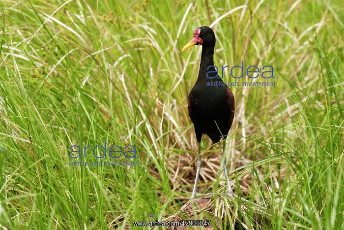 : Wattled Jacana : Wattled Jacana
