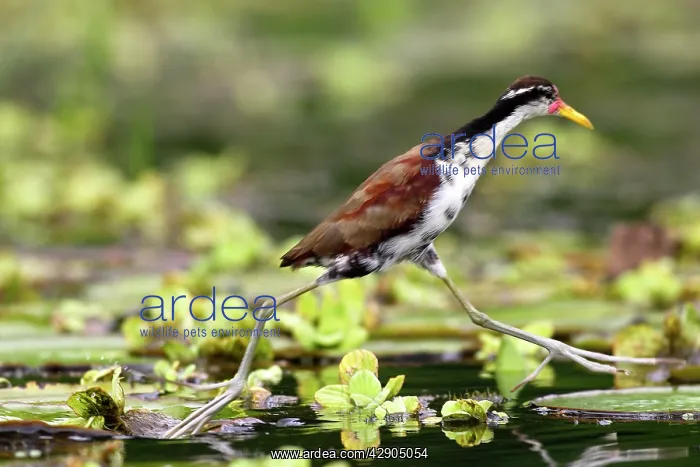 : Wattled Jacana : Wattled Jacana