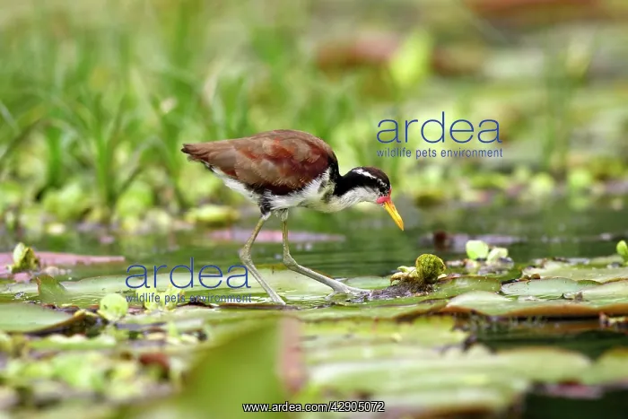 : Wattled Jacana : Wattled Jacana
