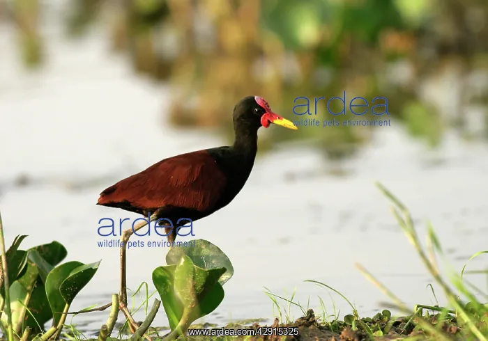: Wattled Jacana : Wattled Jacana