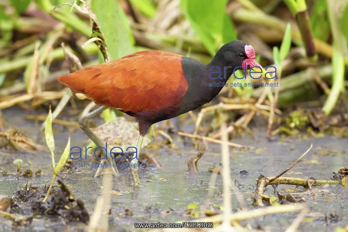 : Wattled Jacana : Wattled Jacana