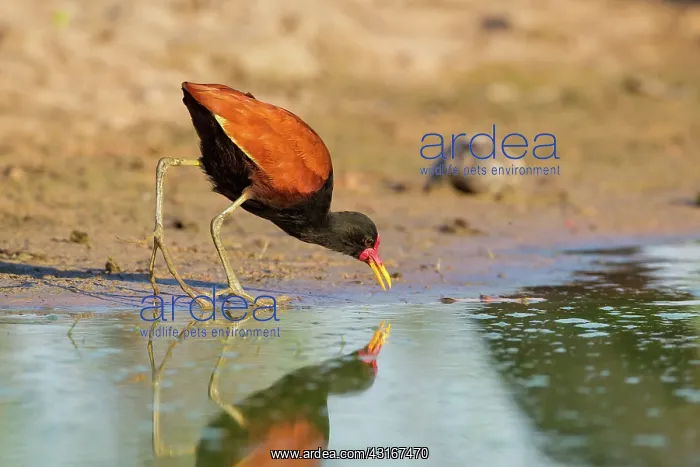 : Wattled Jacana : Wattled Jacana