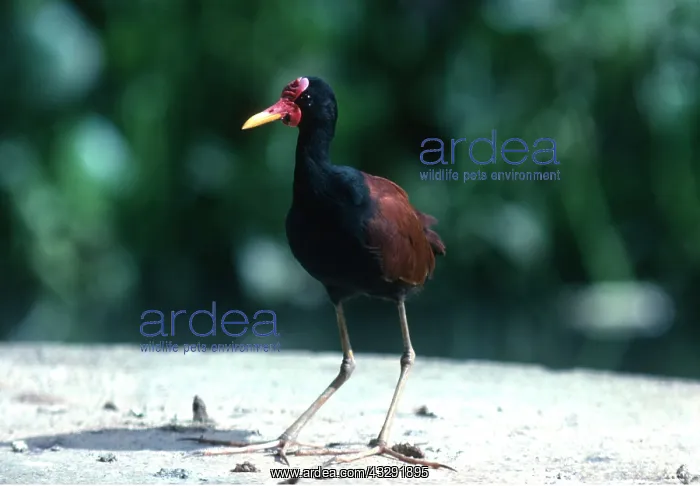: Wattled JACANA : Wattled JACANA