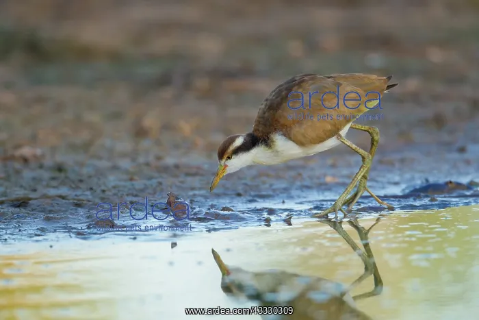 : Wattled Jacana : Wattled Jacana