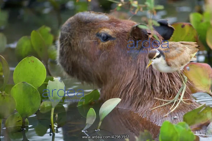 : Wattled Jacana and Capybara (Hydrochoerus hydrochaeris) : Wattled Jacana and Capybara (Hydrochoerus hydrochaeris)