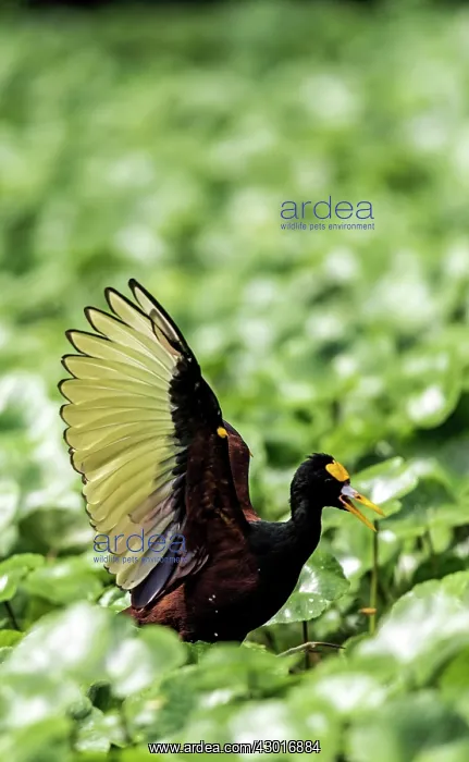  : Wattled Jacana on grass