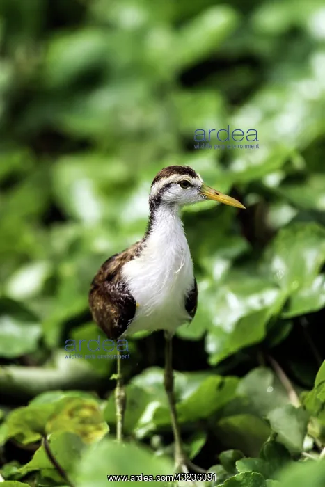  : Wattled Jacana on grass