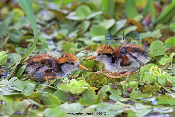 : Wattled Jacana newborn chicks in Water Hyacinth : Wattled Jacana newborn chicks in Water Hyacinth