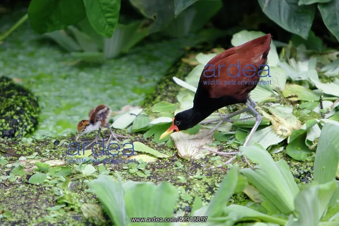 : Wattled Jacana - parent bird with chick, searching for food : Wattled Jacana - parent bird with chick, searching for food