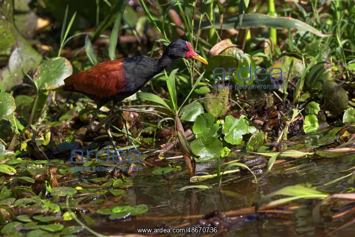: Wattled jacana wading through swampy terrain, Pantanal, Mato : Wattled jacana wading through swampy terrain, Pantanal, Mato