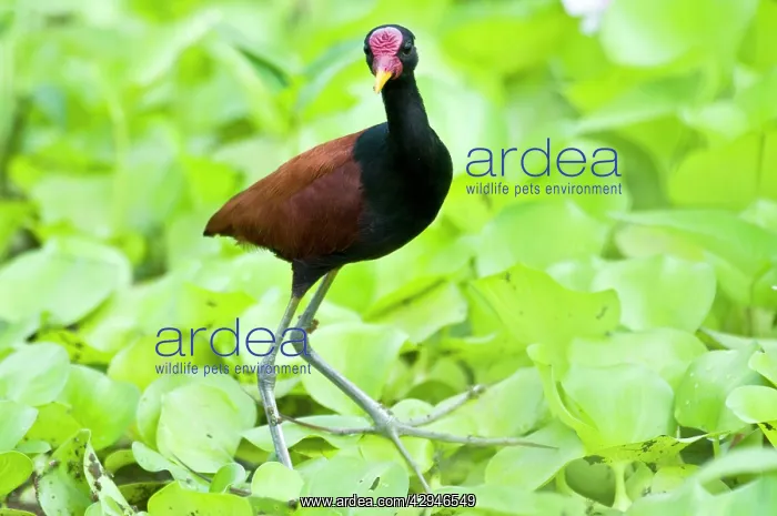  : Wattled Jacana - walking on water vegetation