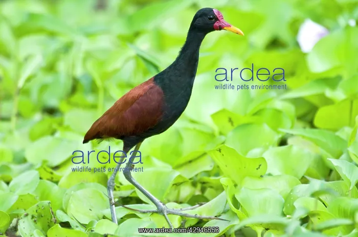 : Wattled Jacana - walking on water vegetation : Wattled Jacana - walking on water vegetation