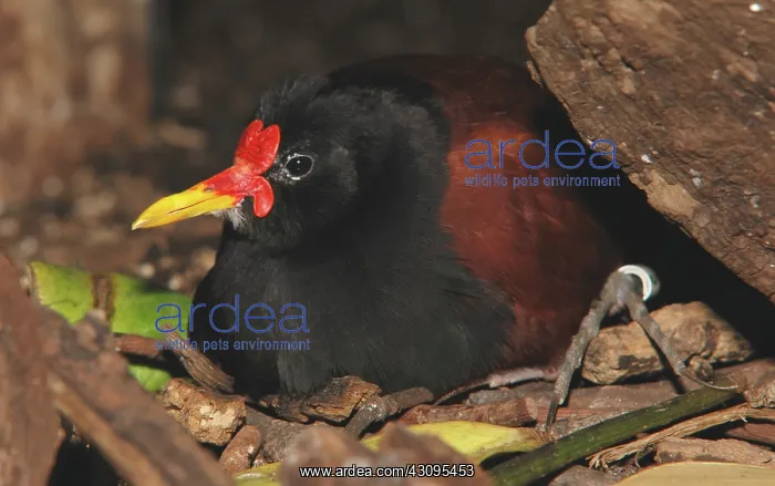 : Wattled Jacanas : Wattled Jacanas
