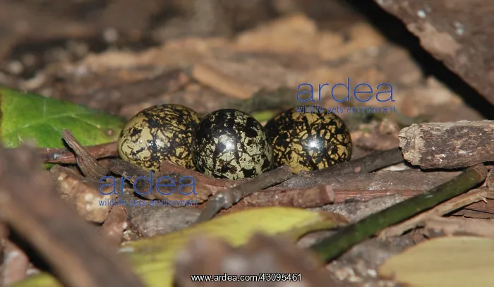 : Wattled Jacanas Nest and Eggs : Wattled Jacanas Nest and Eggs