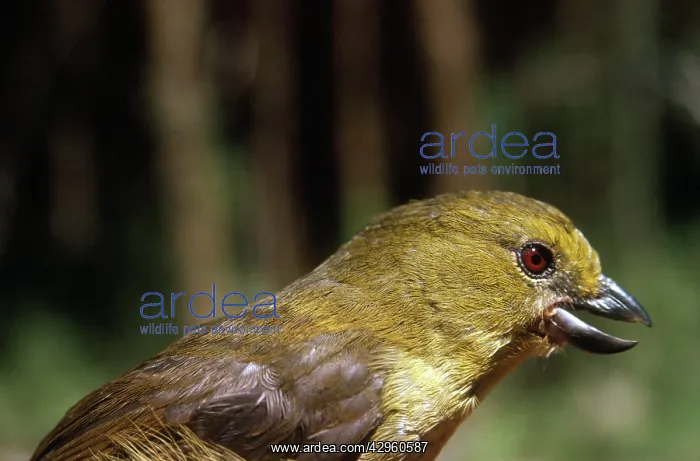: Wattled Ploughbill / Wattled Shrike-tit : Wattled Ploughbill / Wattled Shrike-tit
