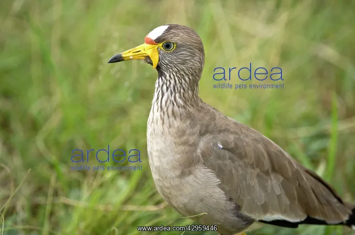 : Wattled Plover - Close up : Wattled Plover - Close up