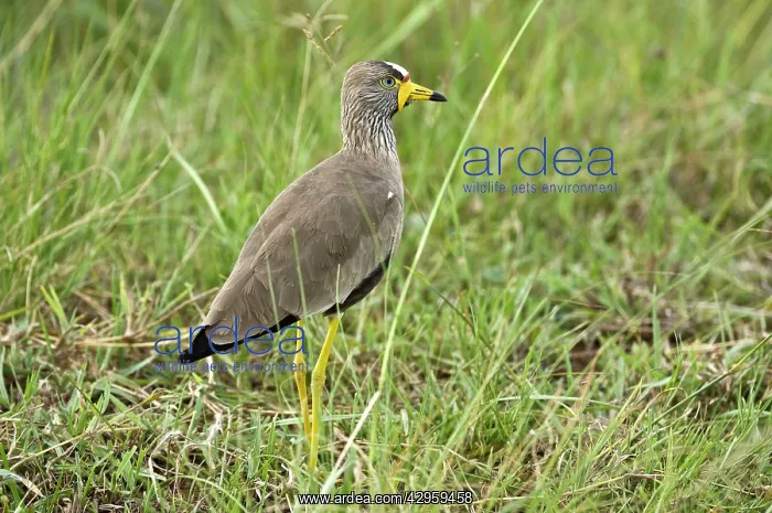 : Wattled Plover - Standing in grass looking right : Wattled Plover - Standing in grass looking right