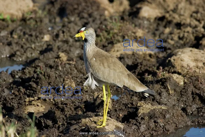 : Wattled Plover (Vanellus senegallus) : Wattled Plover (Vanellus senegallus)