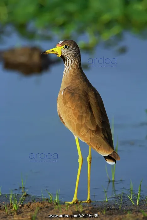 : Wattled Plover, Vanellus senegallus, Serengeti : Wattled Plover, Vanellus senegallus, Serengeti