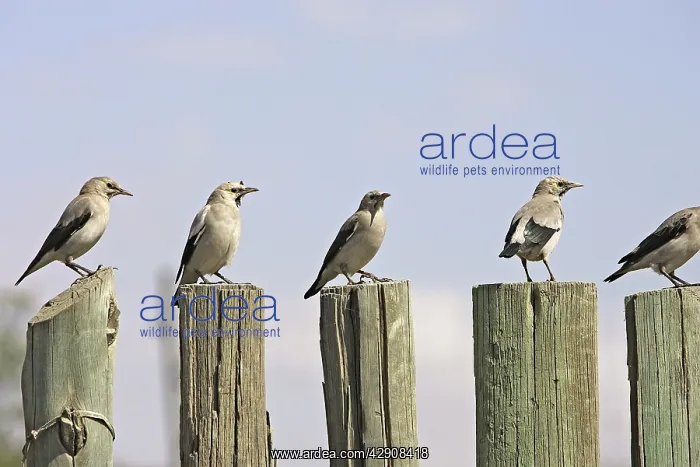 : Wattled Starling : Wattled Starling