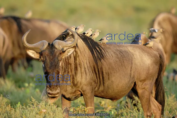 : Wattled Starling : Wattled Starling