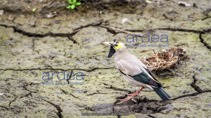 : Wattled Starling in Kruger National park, South : Wattled Starling in Kruger National park, South