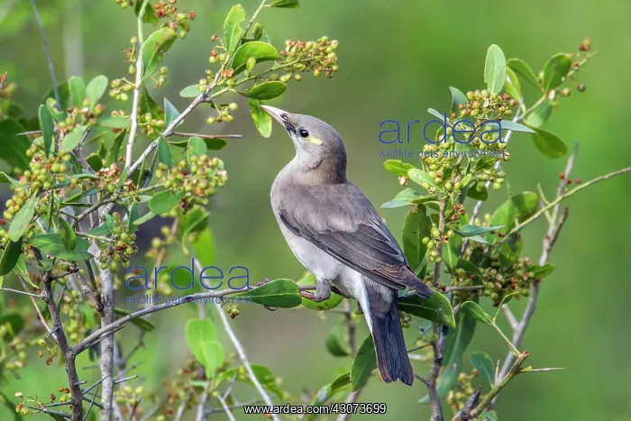 : Wattled Starling in Kruger National park, South : Wattled Starling in Kruger National park, South