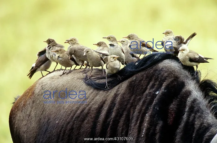 : Wattled Starlings : Wattled Starlings