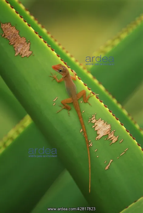 : Watt's Anole Lizard - on agave : Watt's Anole Lizard - on agave