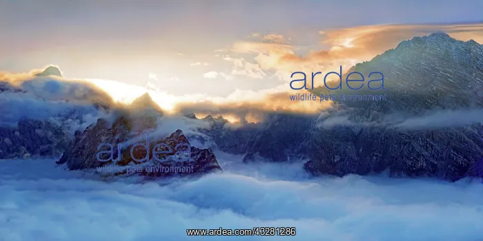 : Watzmann east wall and Hunstod at sunset, rising : Watzmann east wall and Hunstod at sunset, rising