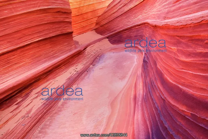: The Wave - carved rock eroded into a wave-like : The Wave - carved rock eroded into a wave-like
