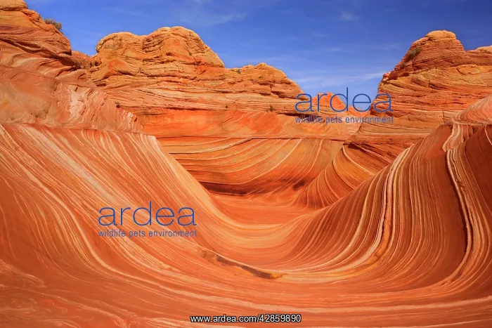 : The Wave - carved rock eroded into a wave-like : The Wave - carved rock eroded into a wave-like