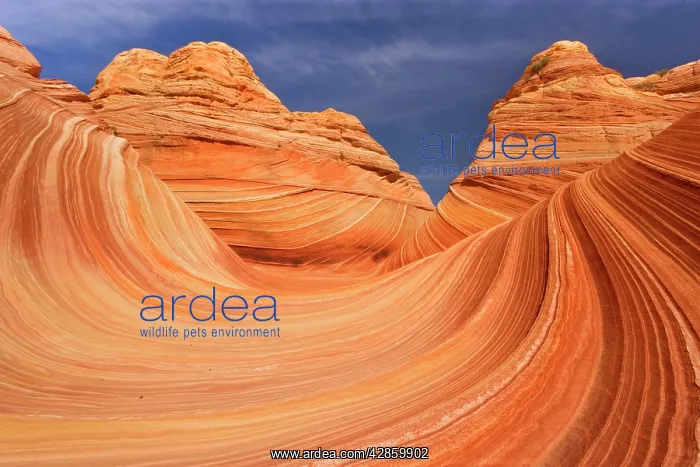 : The Wave - carved rock eroded into a wave-like : The Wave - carved rock eroded into a wave-like