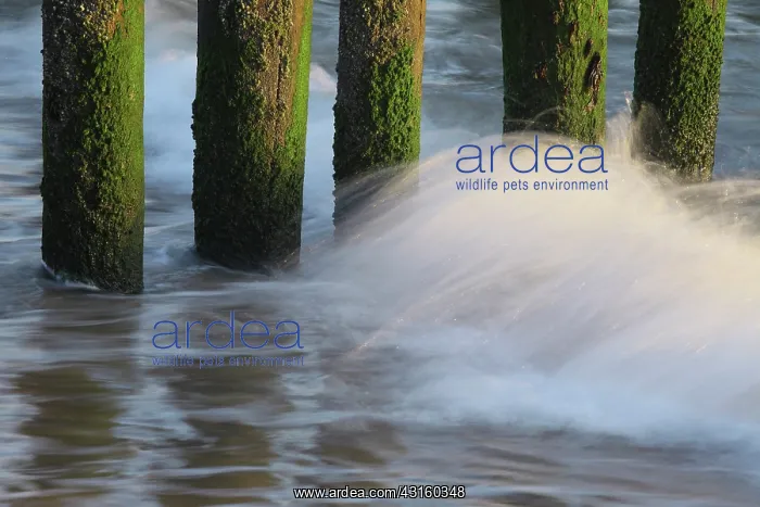 : Wave crashing against breakwaters at the Dutch coast : Wave crashing against breakwaters at the Dutch coast
