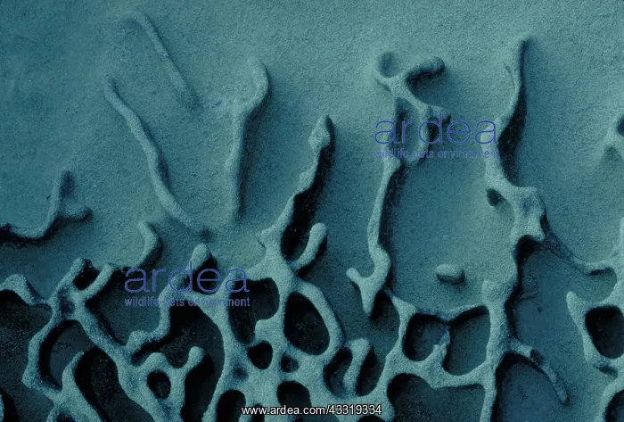  : Wave eroded sandstone