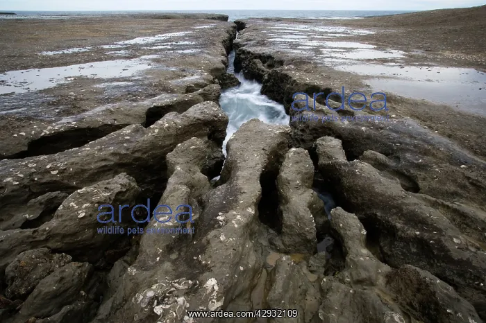 : Wave erosion cutting into the continental platform : Wave erosion cutting into the continental platform