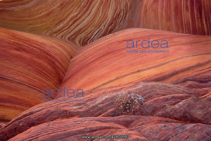 : The Wave - an extraordinary area of sinuous eroded : The Wave - an extraordinary area of sinuous eroded
