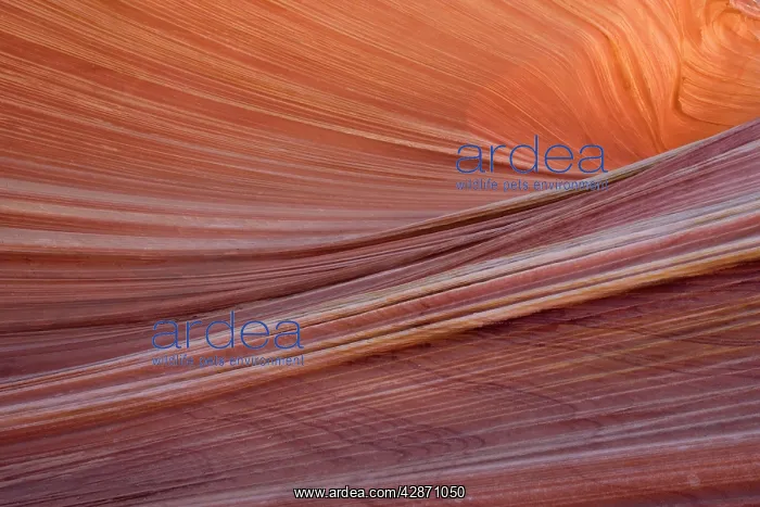 : The Wave - an extraordinary area of sinuous eroded : The Wave - an extraordinary area of sinuous eroded
