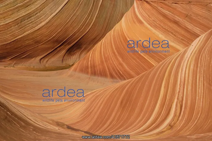 : The Wave - an extraordinary area of sinuous eroded : The Wave - an extraordinary area of sinuous eroded