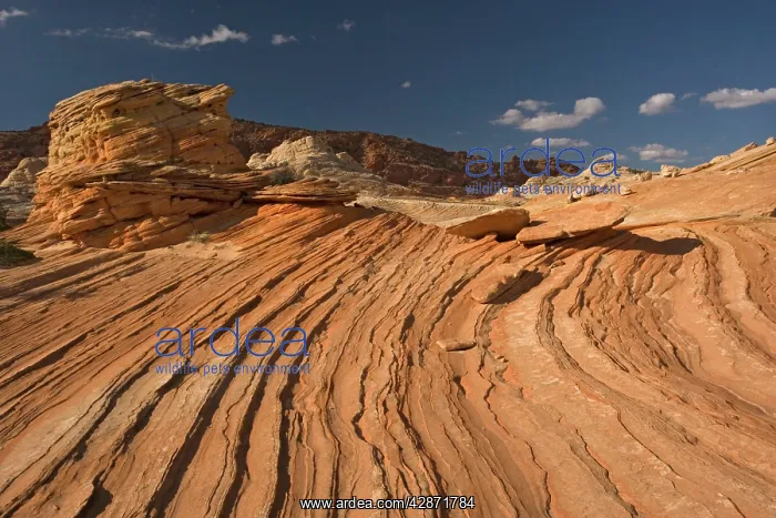 : The Wave - an extraordinary area of sinuous eroded : The Wave - an extraordinary area of sinuous eroded