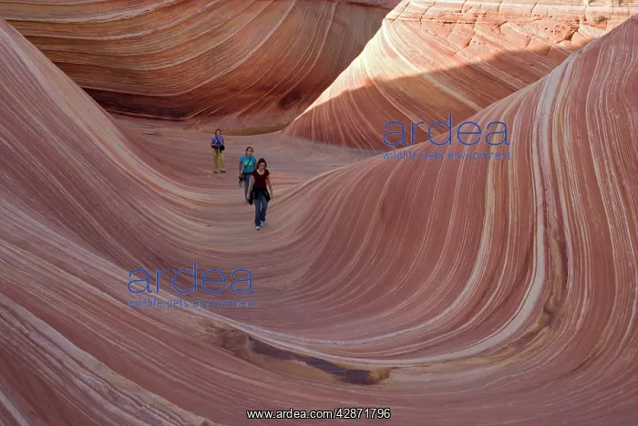 : The Wave - an extraordinary area of sinuous eroded : The Wave - an extraordinary area of sinuous eroded