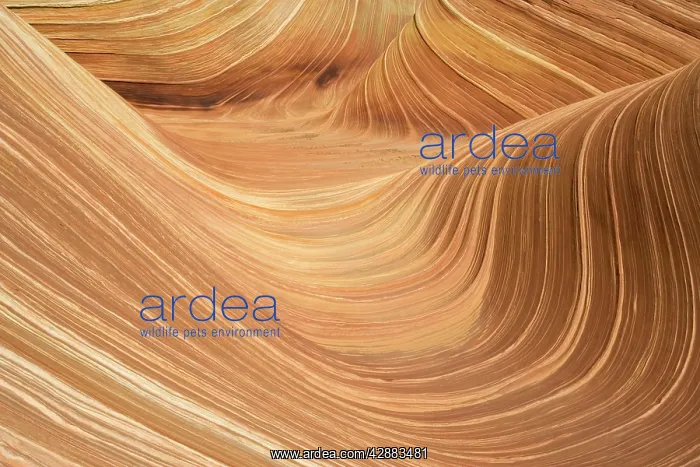 : The Wave, naturally carved in beautiful red and : The Wave, naturally carved in beautiful red and