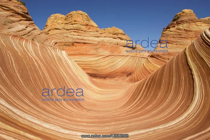 : The Wave, naturally carved in beautiful red and : The Wave, naturally carved in beautiful red and