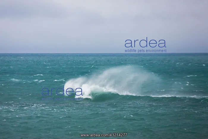 : Wave in the ocean, Antarctica : Wave in the ocean, Antarctica