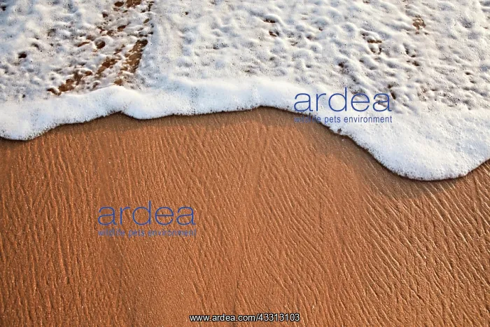 : Wave surging on sand on beach : Wave surging on sand on beach