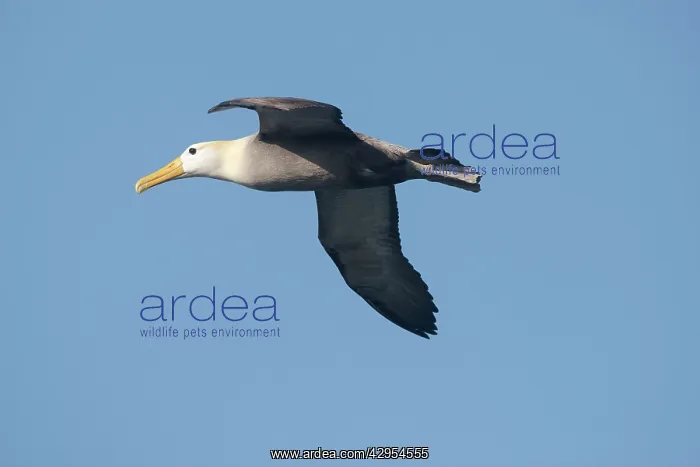 : Waved Albatros - in flight : Waved Albatros - in flight