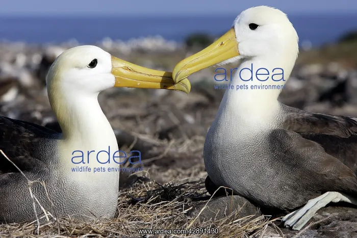 : Waved Albatros. Two together by nest : Waved Albatros. Two together by nest