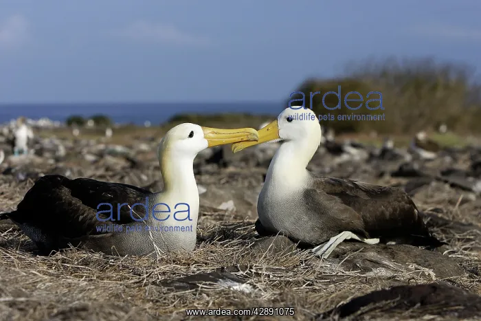 : Waved Albatross : Waved Albatross