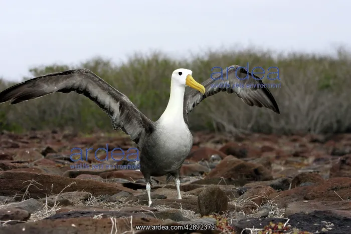 : Waved Albatross : Waved Albatross