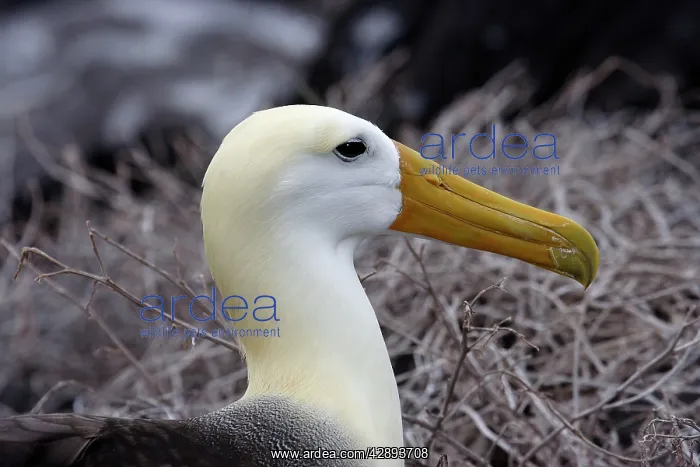 : Waved Albatross : Waved Albatross